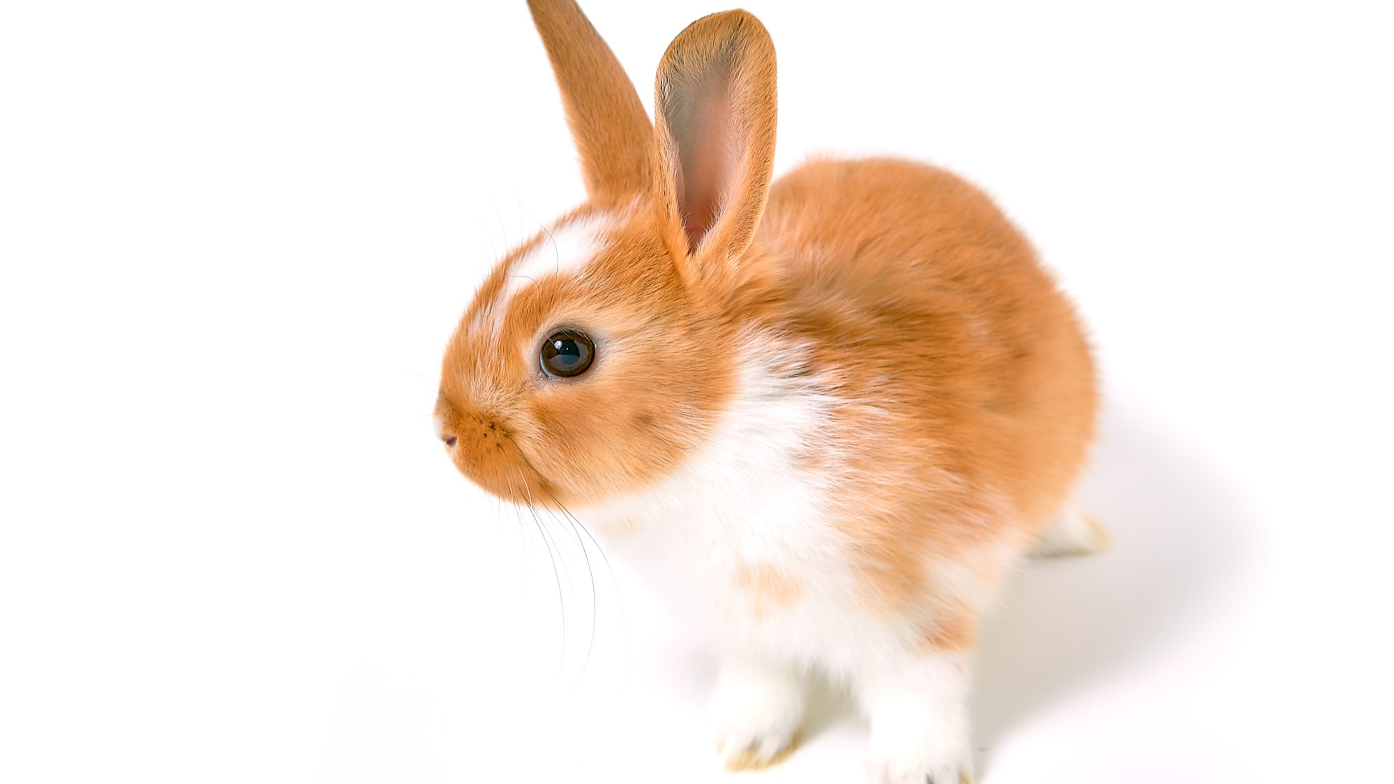 うさぎちゃんもＯＫ！