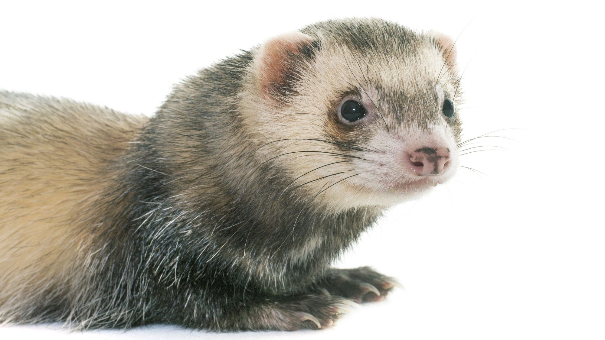 フェレットちゃんもＯＫ！