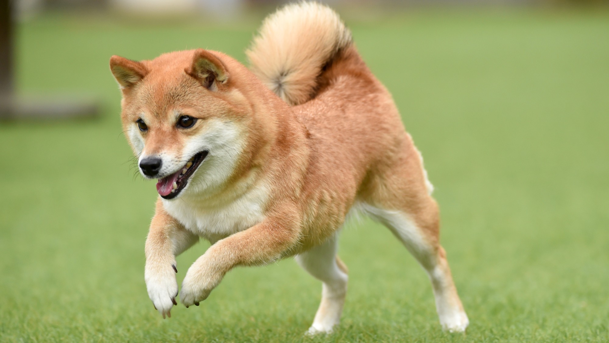 オプション：中型犬（6kg～20kg未満）1匹1,650円（税込）／泊