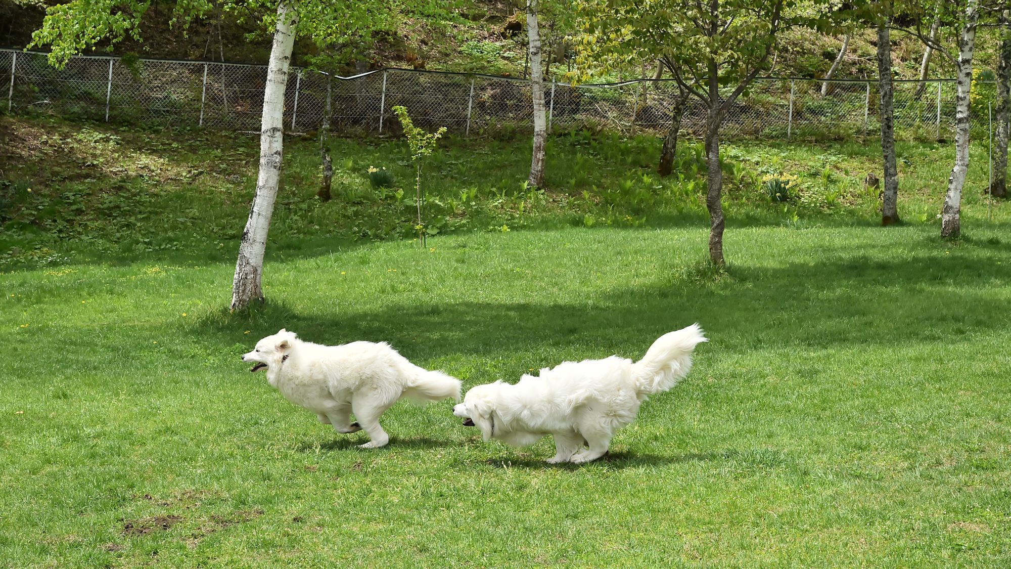 仲良くドッグラン（約1000坪）を駆け回る ボンドくん と イトちゃん
