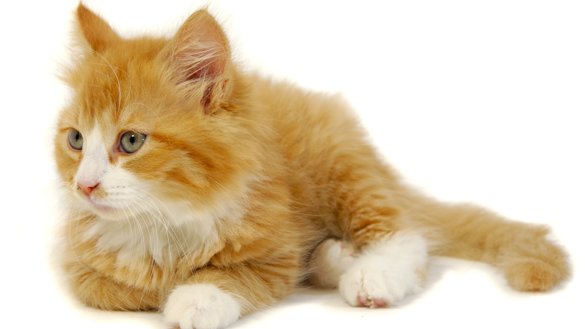 猫ちゃんもＯＫ！（爪を切ってきてね）