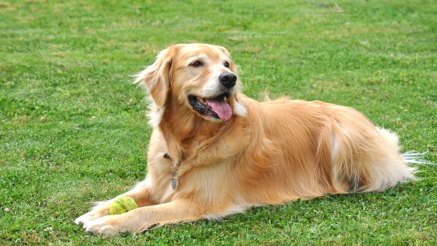 オプション：大型犬（20kg以上）1匹2,200円（税込）／泊