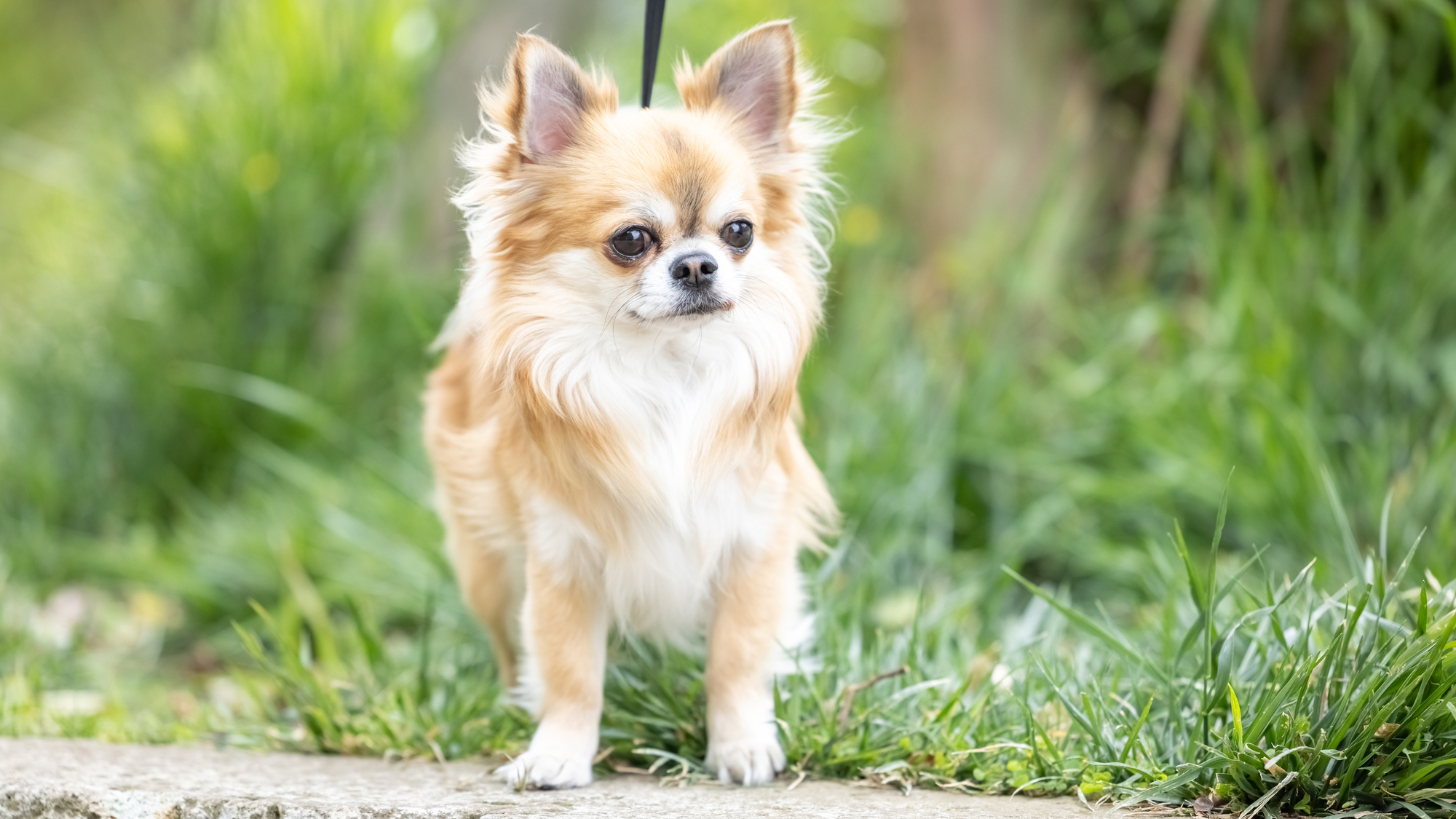 オプション：小型犬（6kg未満）・猫・小動物　1匹1,100円（税込）／泊
