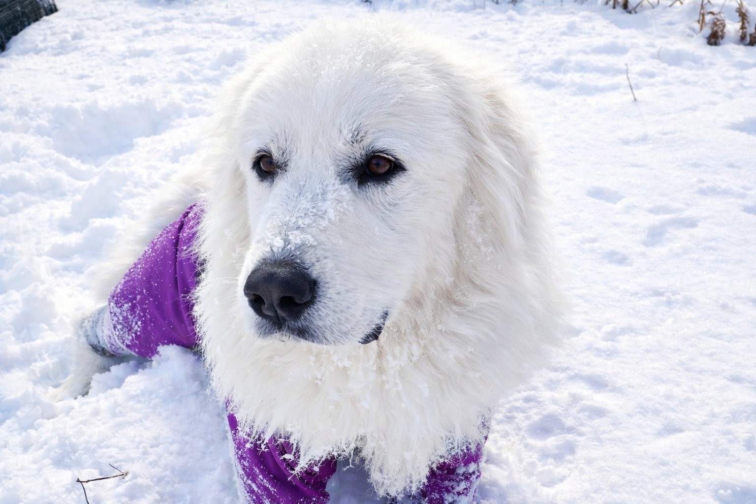 ドッグランでの雪遊びに満足満足♪