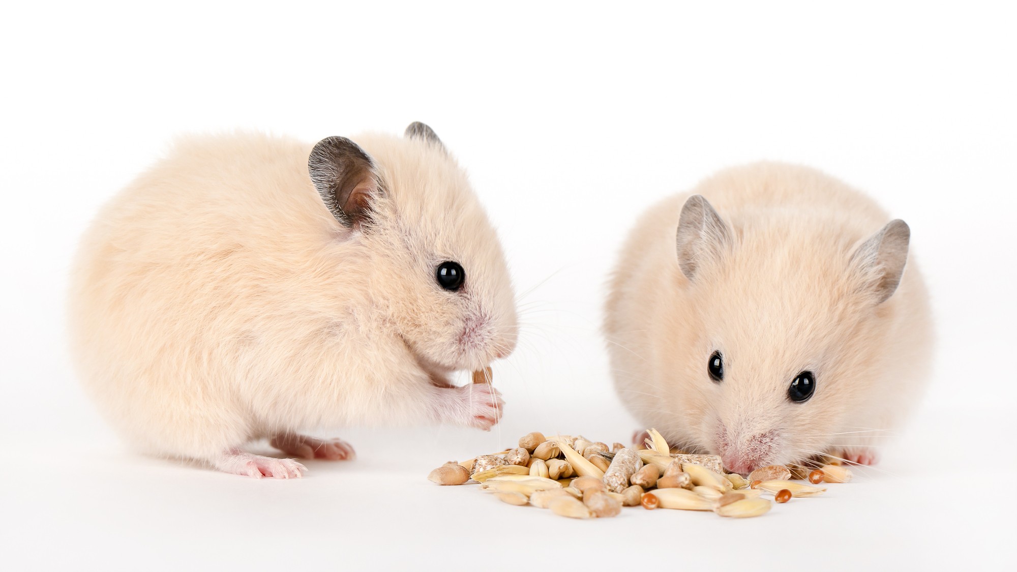 ハムスターもＯＫ！