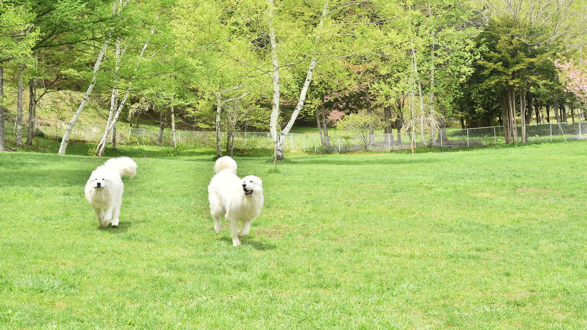 当館のドッグランを駆け回る ボンドくん と イトちゃん
