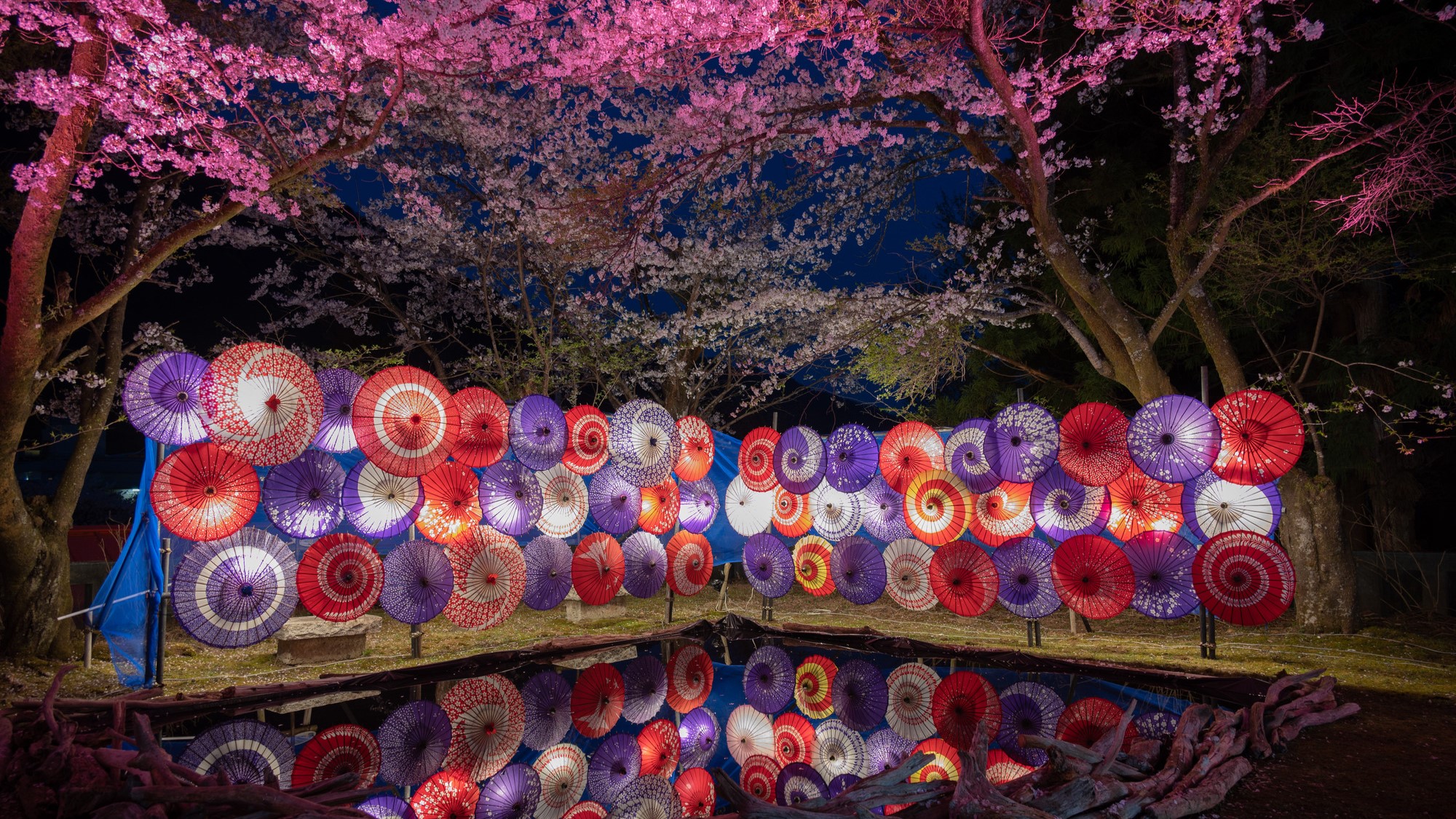 鬼怒川温泉夜桜ライトアップ～鬼怒川万華郷～