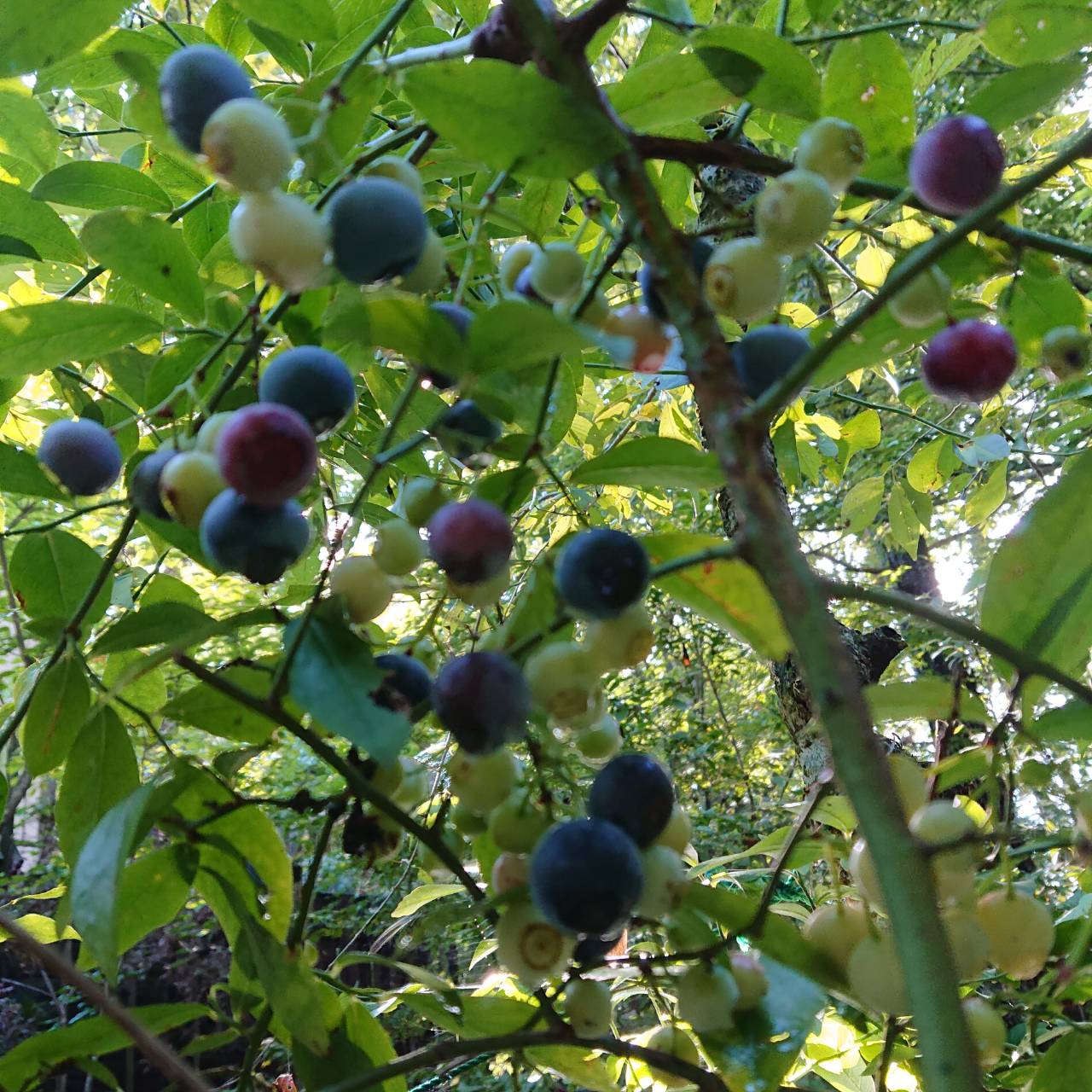 施設内の ブルーベリー