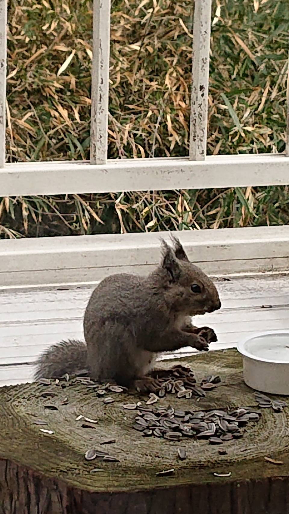 リスもよくやってきます