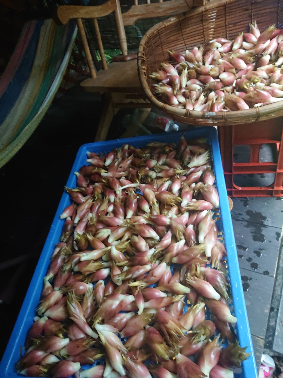 庭園で採れたミョウガ