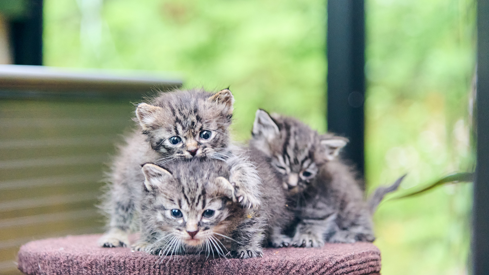 【保護猫ちゃん】