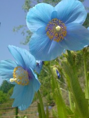 青いケシの花