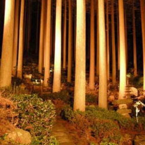 ライトアップされた百年杉庭園
