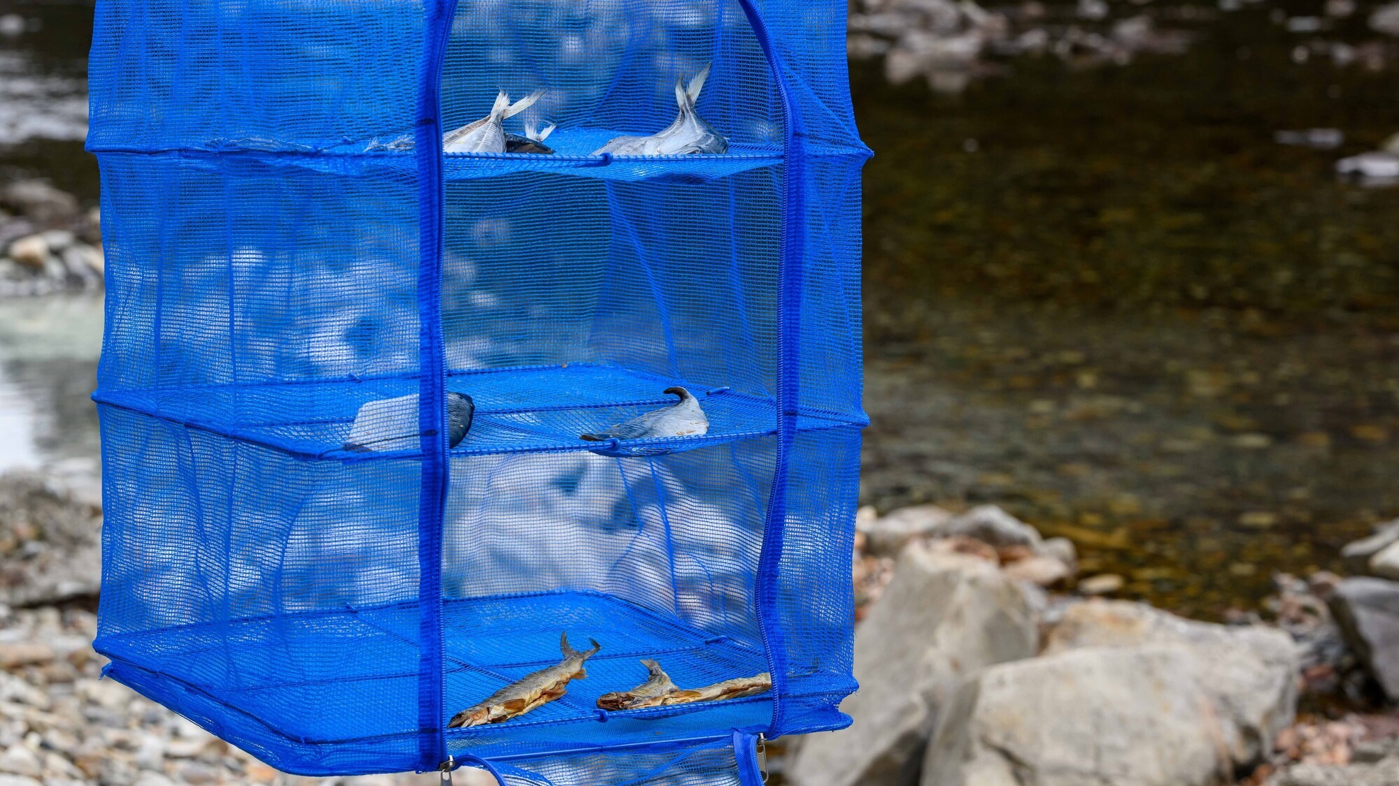 【朝食バイキング】干物