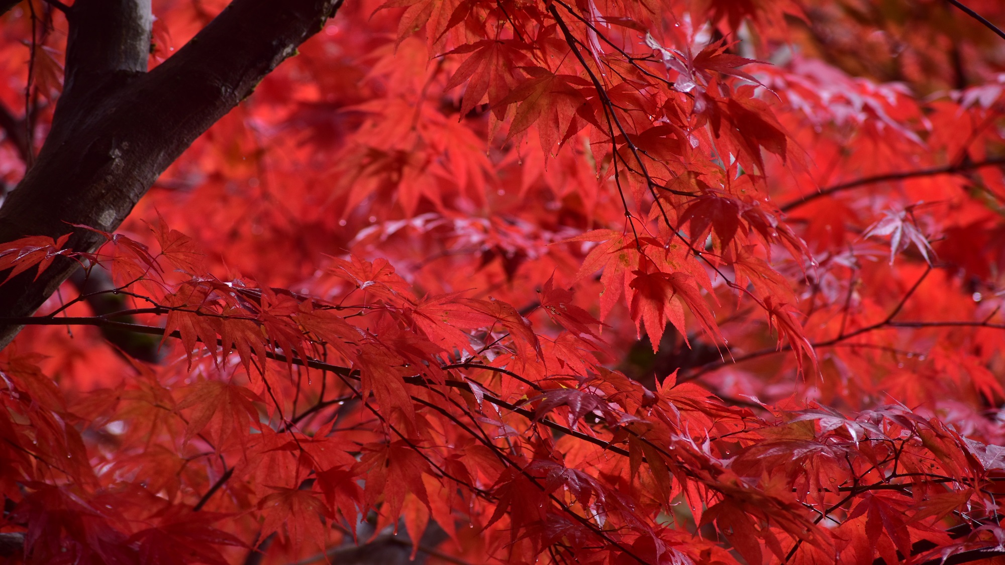尾関山公園　紅葉