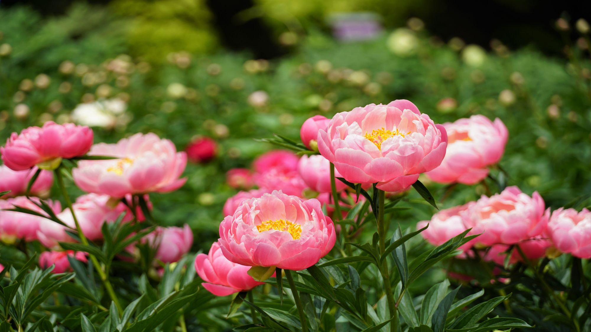 「つくば牡丹園」芍薬（シャクヤク）