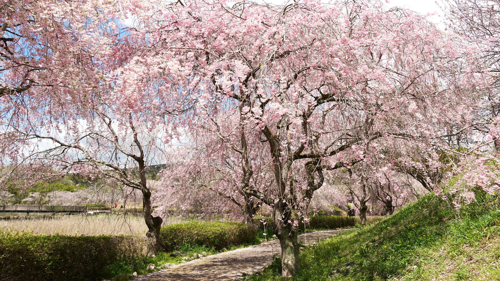 常陸風土記の丘の桜