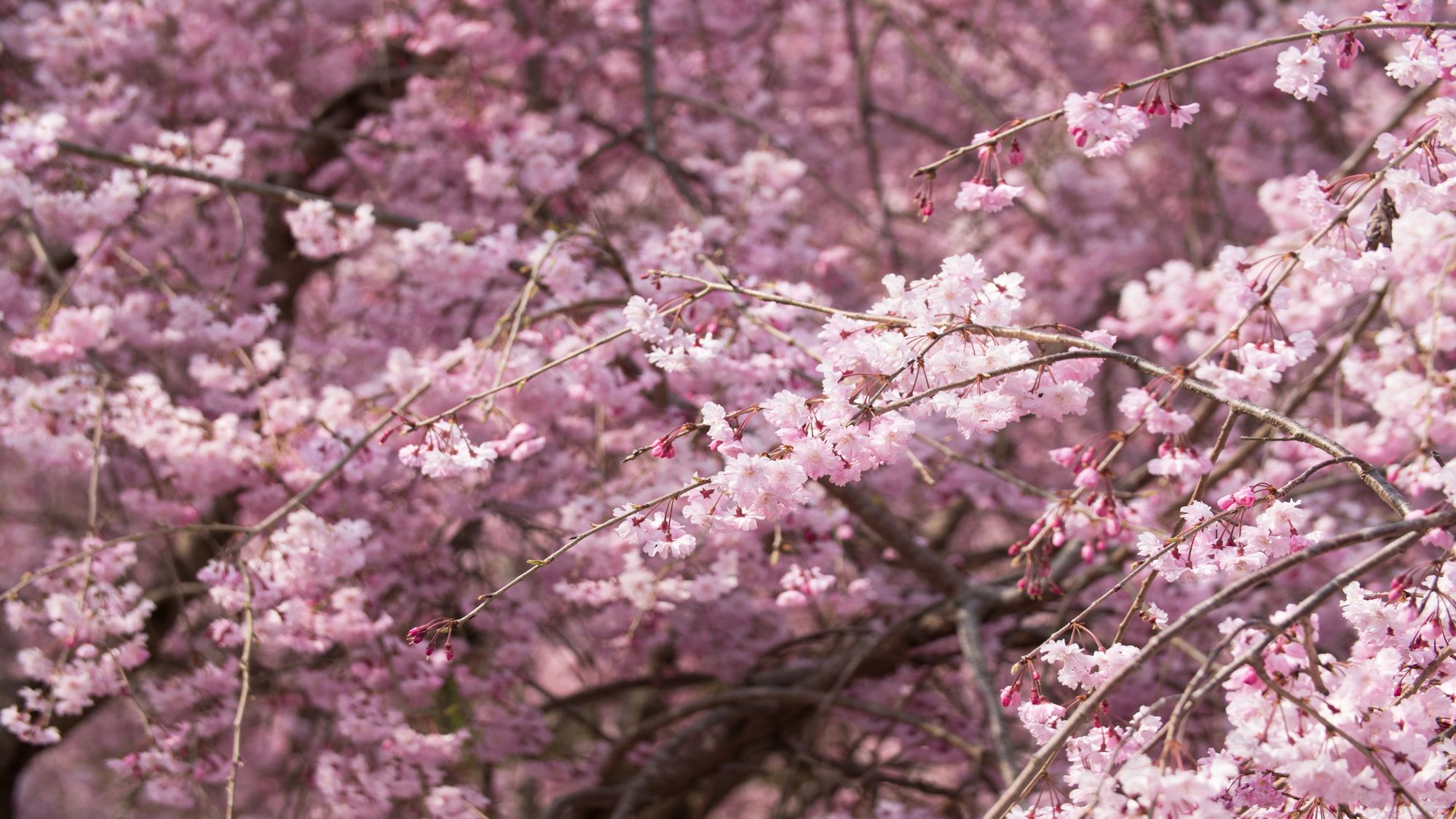 常陸風土記の丘桜まつり