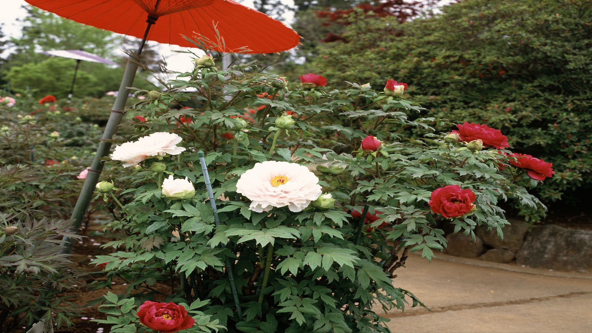 「つくば牡丹園」牡丹