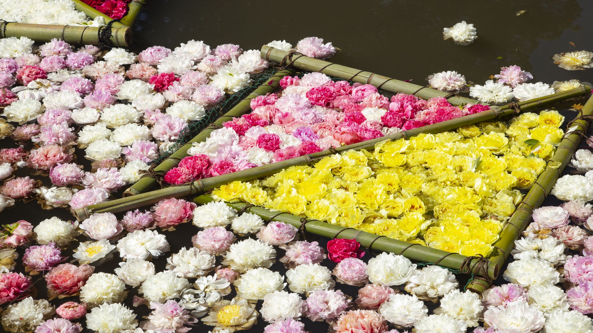 水面に浮かぶ約5,000輪の「花筏（はないかだ）」