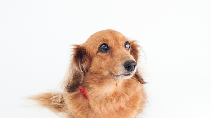 愛犬と過ごす特別な時間を八勝園湯元館で◆夕食は飛騨牛の贅沢コース！メイン5種の中から≪1品チョイス≫