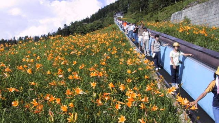  横手山スカイレーター　ニッコウキスゲ、ヤナギランなどの花々を楽しめます。