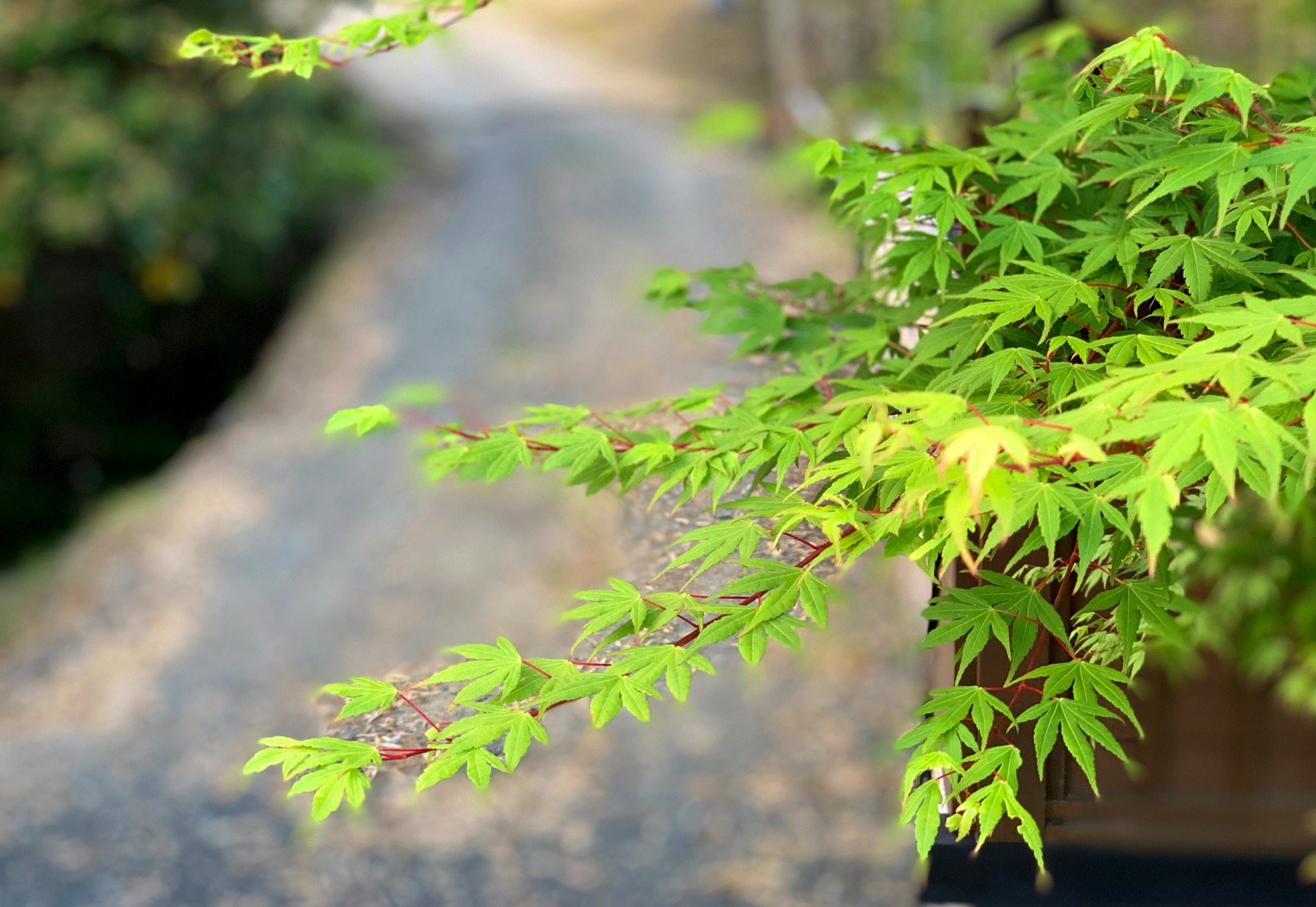 【期間限定】竹の葉名物！北茨城・冬の味覚≪ あんこう鍋 ≫を囲んで♪ ◆