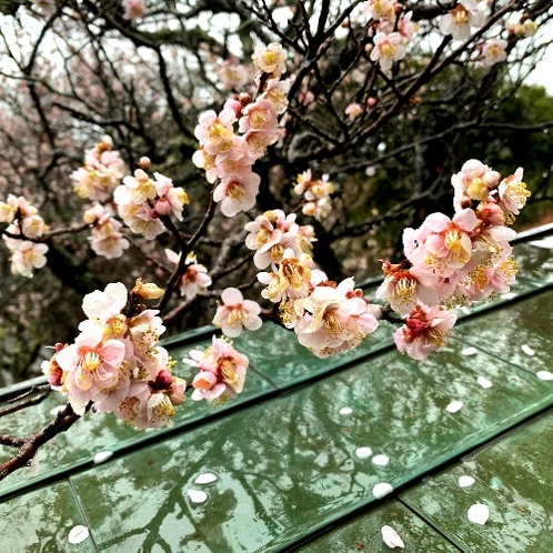 雨に濡れる梅花