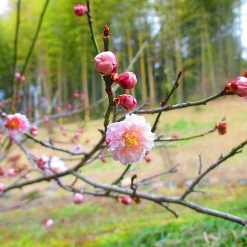 春の訪れを告げる梅花