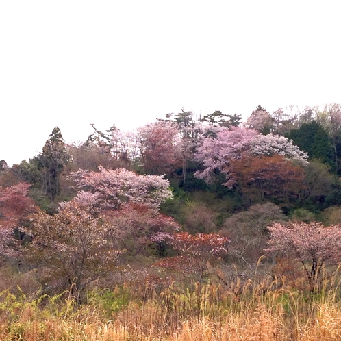 春の山