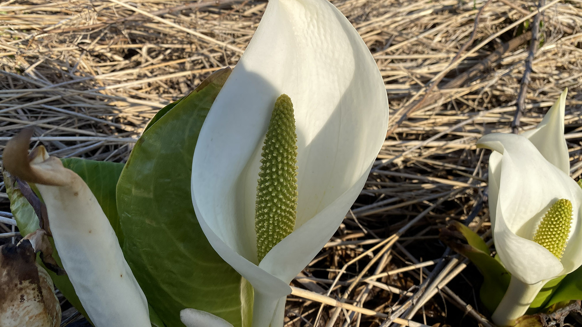・【周辺】5月上旬にはミズバショウが咲き始めます。豊かな自然を感じ、穏やかな時間をお過ごしください