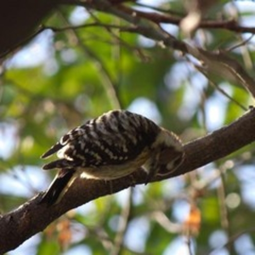 季節毎にさまざまな鳥達が、羽を休めにやってきます。