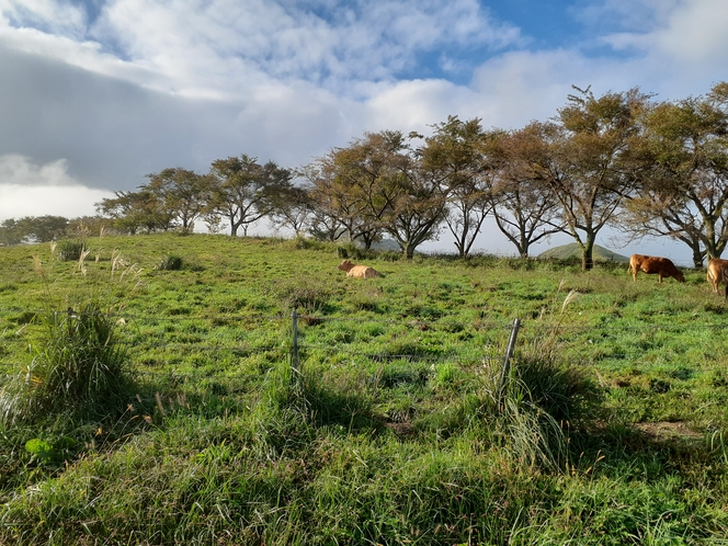仙酔峡までの道のりは牛の放牧が見られます。