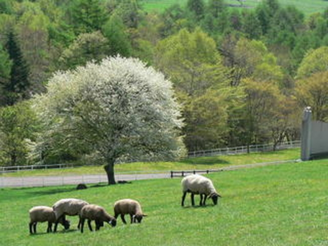 まきば公園の羊とヤマナシの木