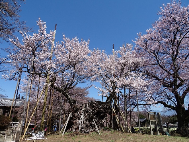 山高神代桜