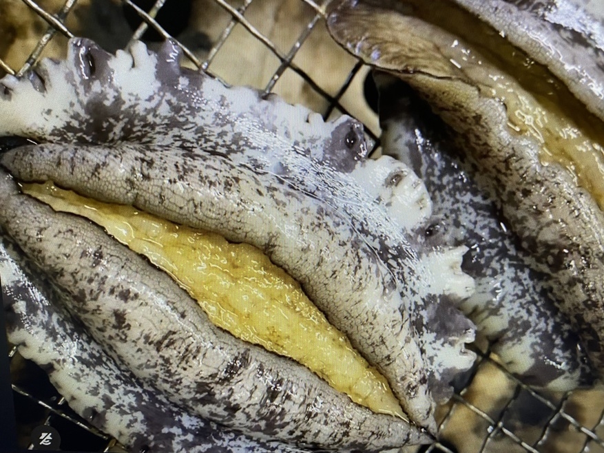 【北陸新幹線開通記念】鮑・蟹・さざえなどの新鮮魚介と旬の地元野菜を炭火焼きで堪能♪海辺のごちそう旅♪
