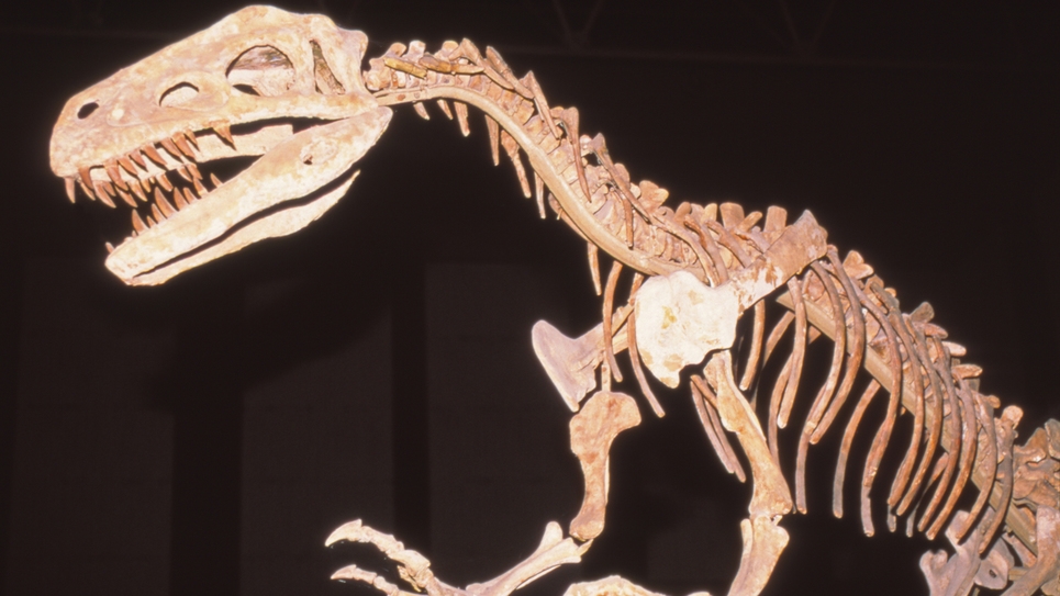 【お子様歓迎】恐竜博物館へ行こう！地産地消にこだわったの福井の食を堪能(恐竜おもちゃ付）◆1泊2食付