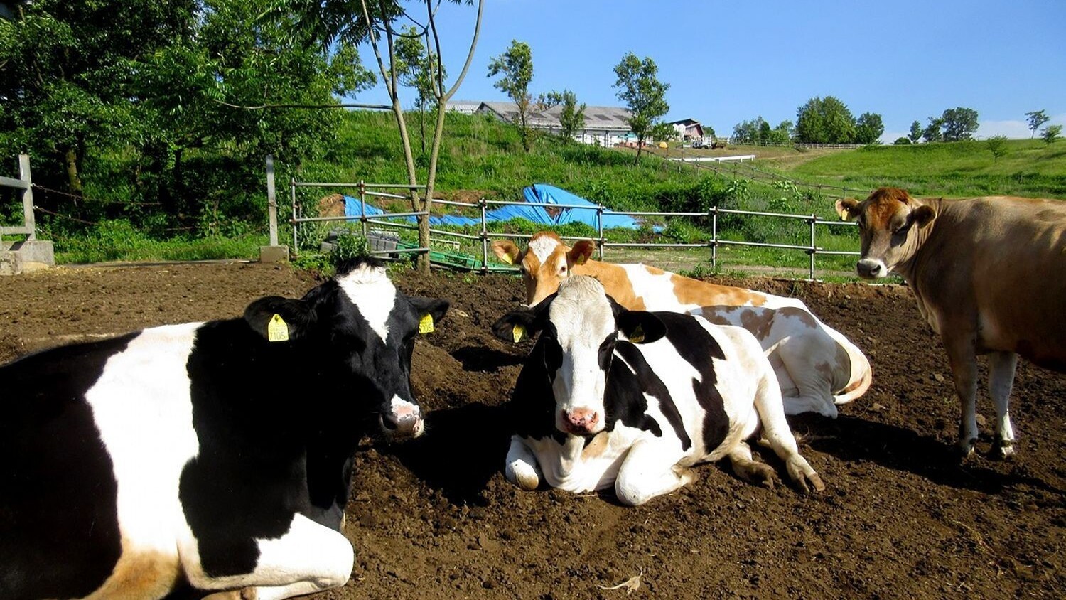 らくのうマザーズ　阿蘇ミルク牧場 01