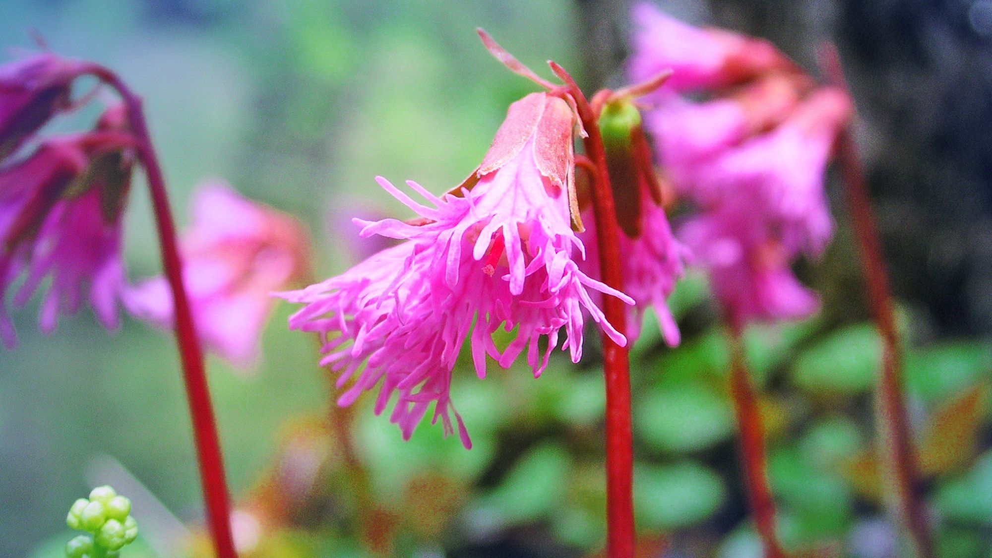 【蔵王トレッキング〇2食付】登山に嬉しい特典付♪高山植物や紅葉の絶景へ！温泉露天風呂＆蔵王牛すき焼き