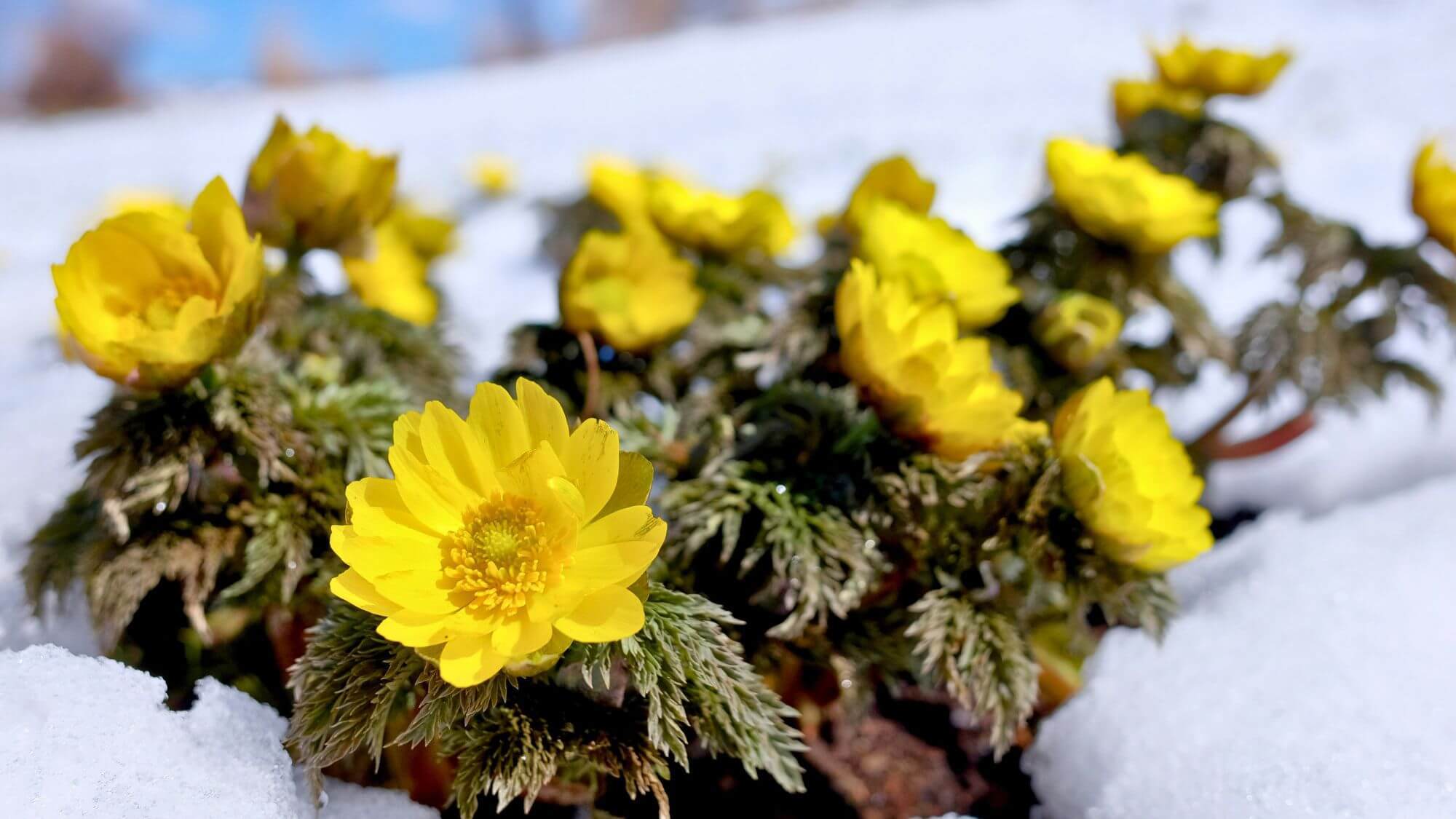 春の訪れを感じる、名残り雪と福寿草