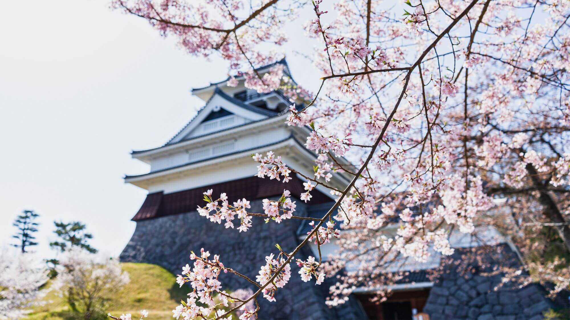 上山（かみのやま）城の桜（当館より車で25分）例年4月中旬～下旬開花