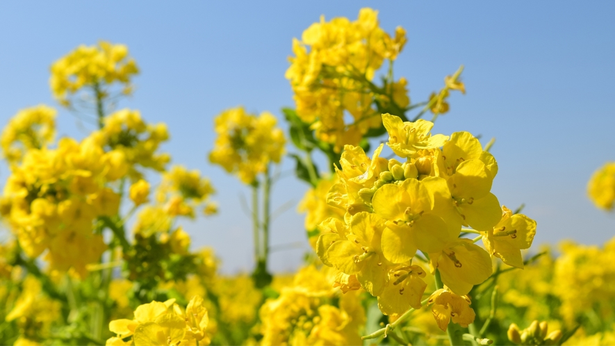 4月下旬～5月上旬に見頃を迎える菜の花畑が美しい「ヴェンテンガルデン」までお車で20分