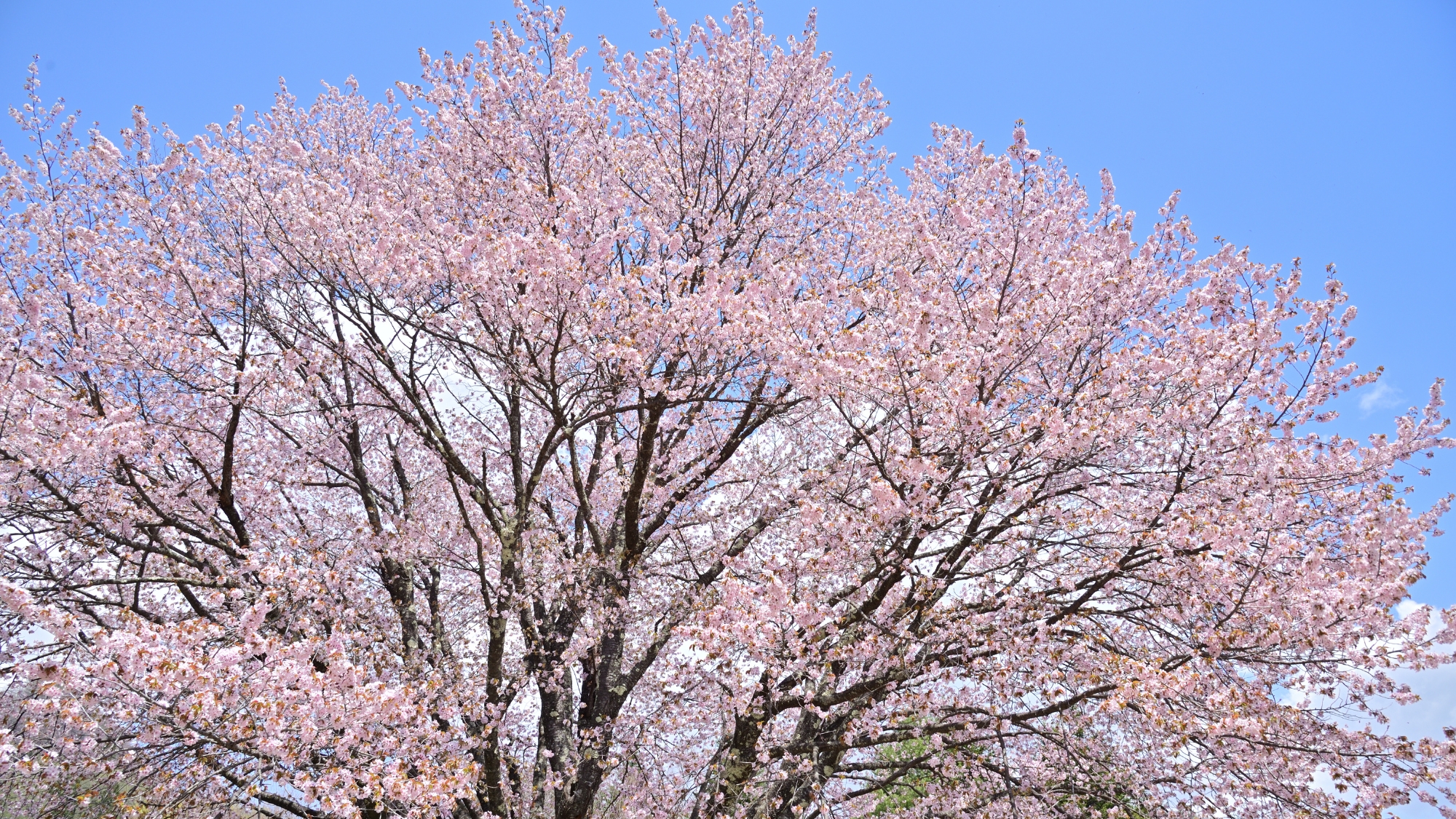 標高の高い蔵王ではGWに桜の見頃を迎えます