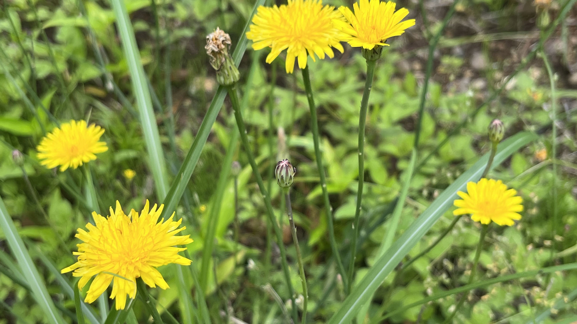 【その他】BOKETTO伊豆熱川のお庭には様々な花が咲いています*