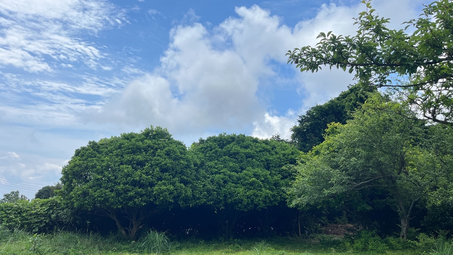 【その他】BOKETTO伊豆熱川の広々とした庭園の中の木々*