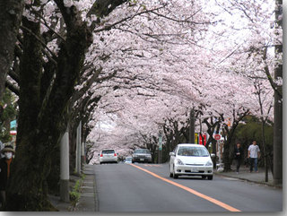 伊豆高原の桜