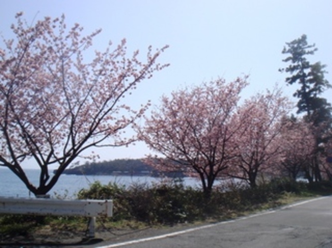 城ヶ崎の桜（横磯にあります）