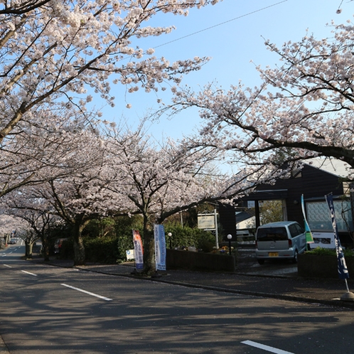 *城ヶ崎海岸駅／春は桜並木がご覧いただけます