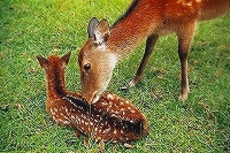 鹿の親子（当館隣の奈良公園にて）「写真：奈良市観光協会」