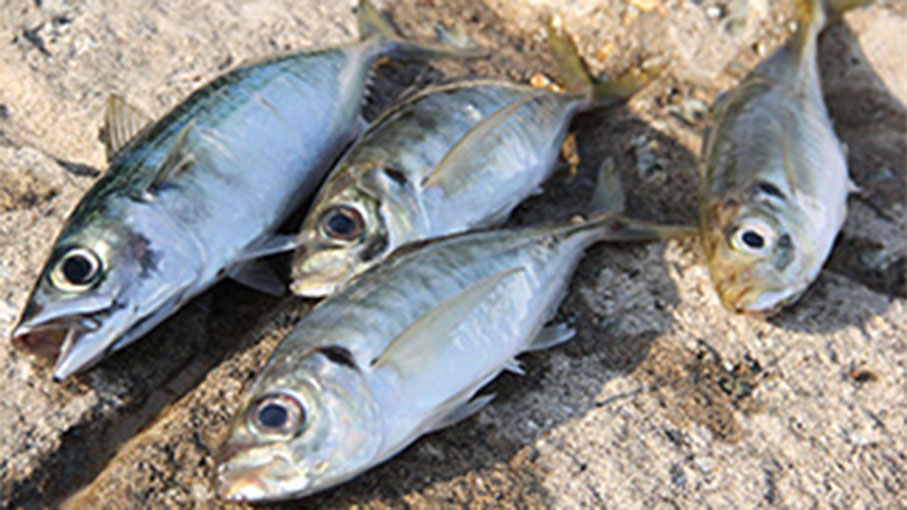 【釣れたばかりの魚】